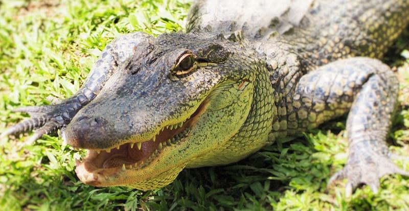 crocodile in australia