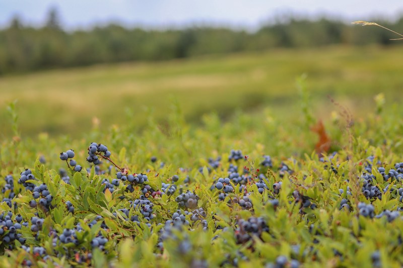 Wild blueberry field at Cabot Wilds in Collingwood Corner Nova Scotia, photo by Andrew Harvie