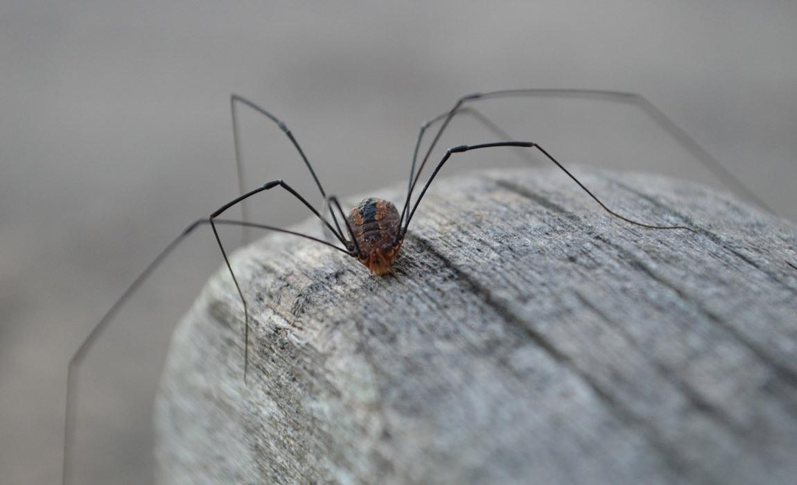 Daddy Long Legs All Fun and Games Until Someone Loses a Leg – or, long legs  spider 