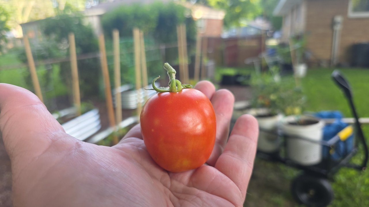 a Roma tomato from the backyard garden held in an open hand