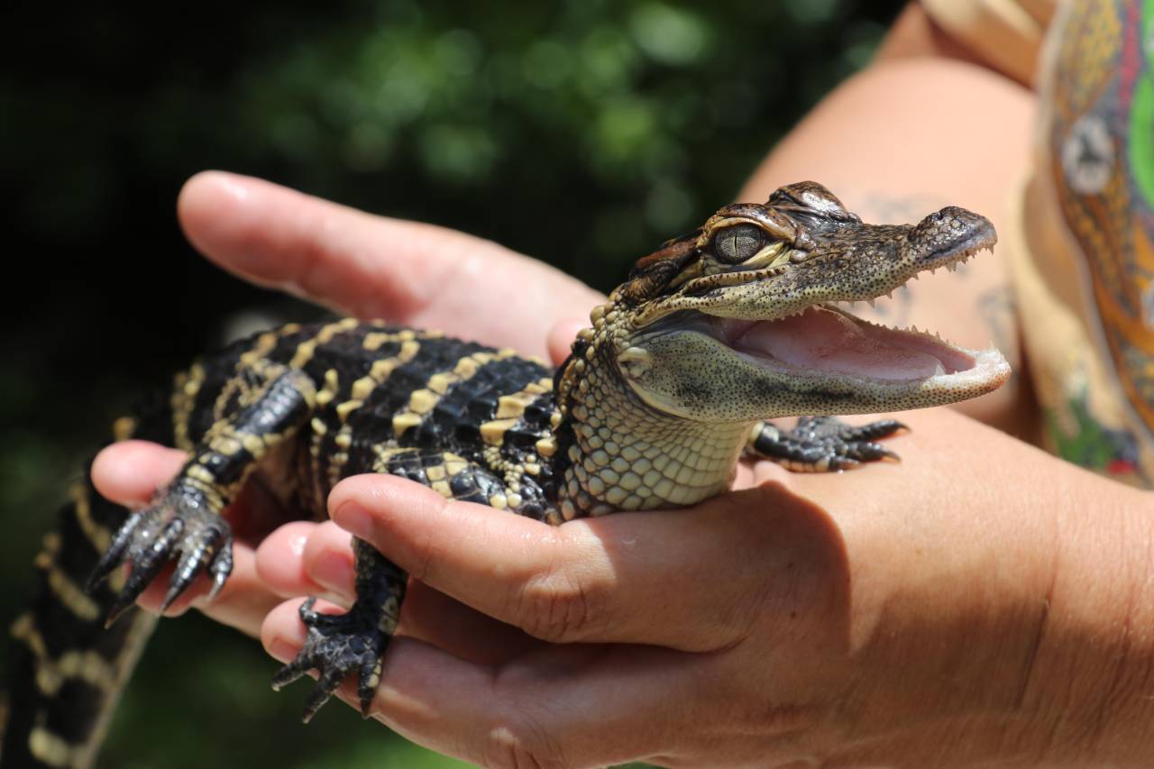 baby alligator at wildlife park in florida