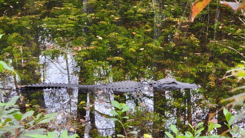 florida everglades road trip alligator