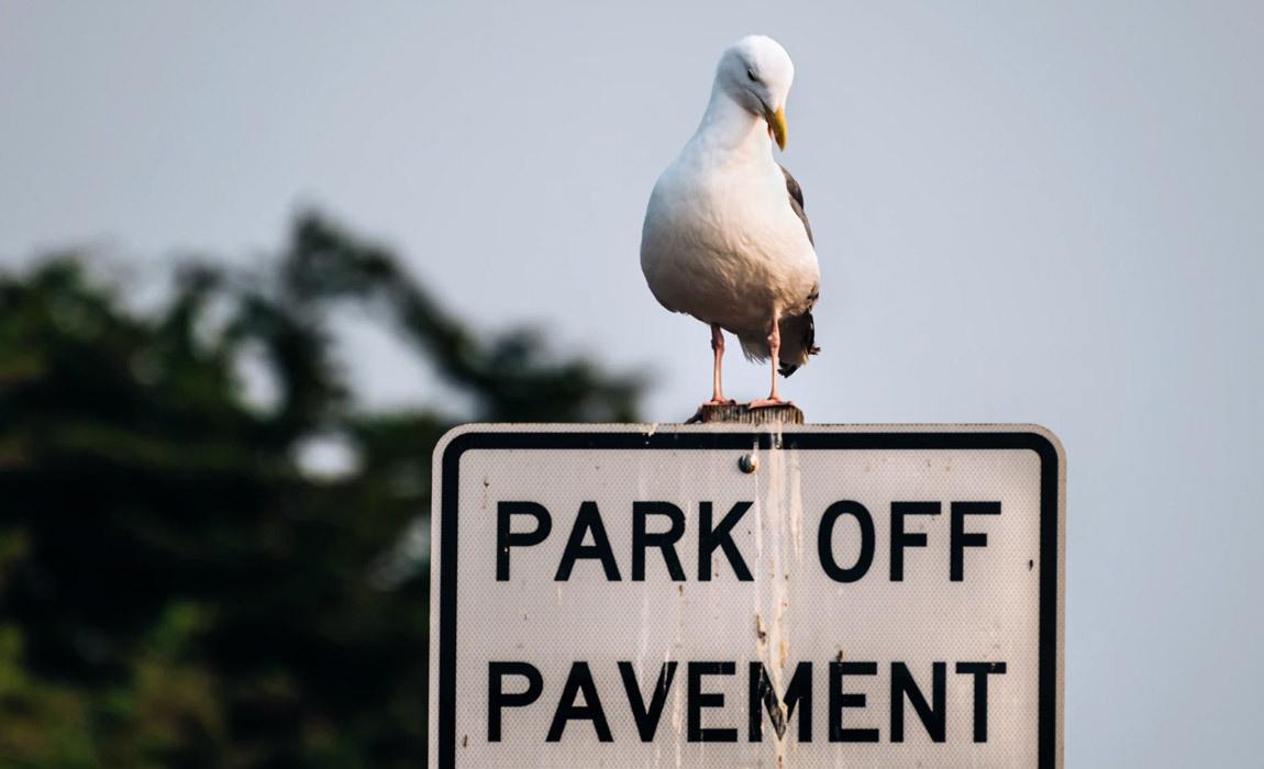 Seagull pooping on parking lot sign.