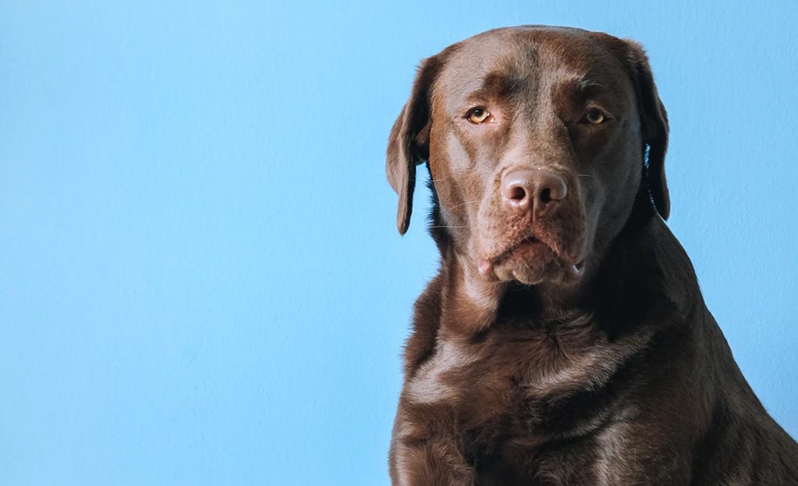 How long can dogs be left alone without eating?