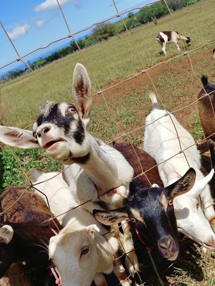 surfing goat dairy maui