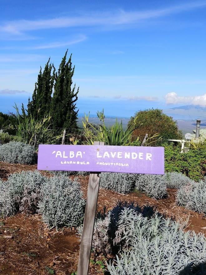 lavender farm maui