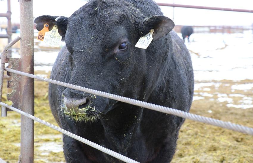bull at bently ranch nevada