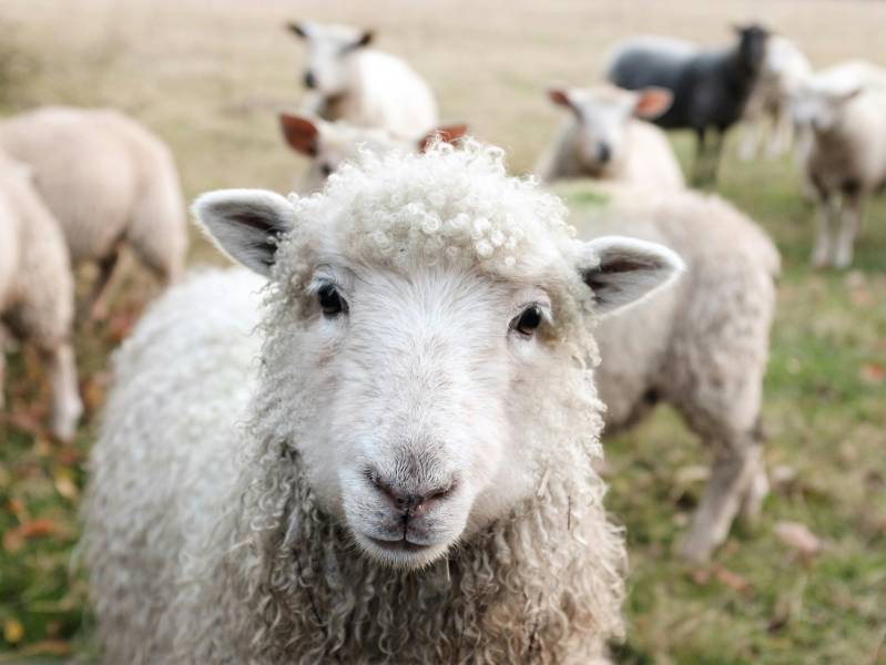 sheep happy with wool coat