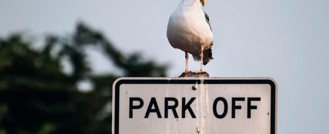 How to Protect Your Car from Bird Poop: The Ultimate Guide