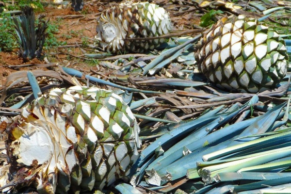 Your First Mezcal Tasting: Fundamentals for Whiskey and Rum Drinkers