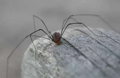 Understanding Daddy Long Legs Spiders: More Than Just a Creepy Crawler