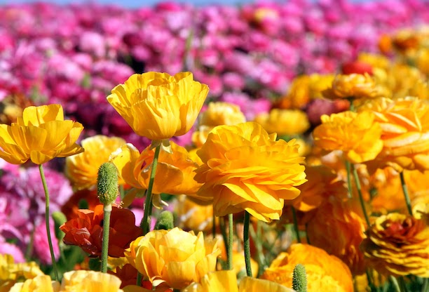 Carlsbad Flower Fields Carlsbad Flower Fields