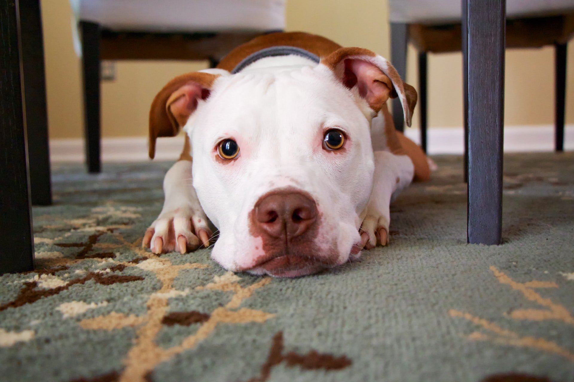 cute pitbull puppy big eyes