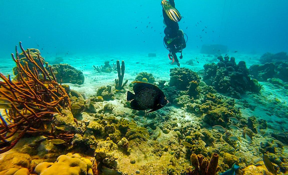 Underwater diving adventures in Bonaire 