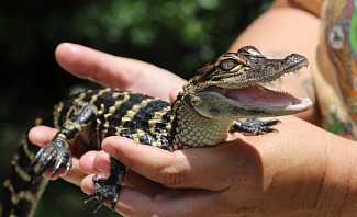 baby alligator at wildlife park in florida