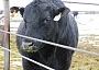 bull at bently ranch nevada