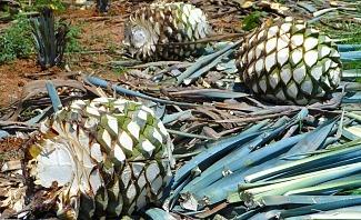 an exploration of agave spirits is a great opportunity to better appreciate tequila and its cousins