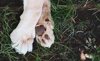 care for your dog's paws in the summer