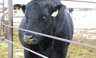 bull at bently ranch nevada