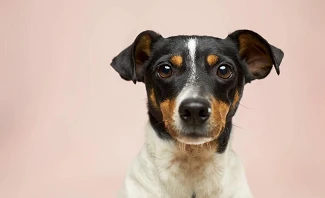 Dogs eat poop for a variety of different reasons.