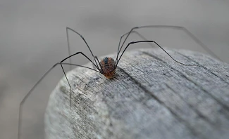 what are daddy long legs