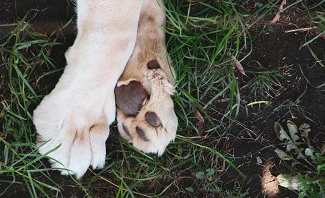 care for your dog's paws in the summer
