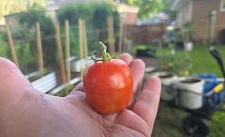 a Roma tomato from the backyard garden held in an open hand